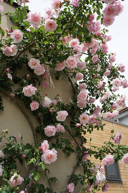 つるバラ スパニッシュビューティー 3年生1.5m長尺大苗 大型宅配便・大