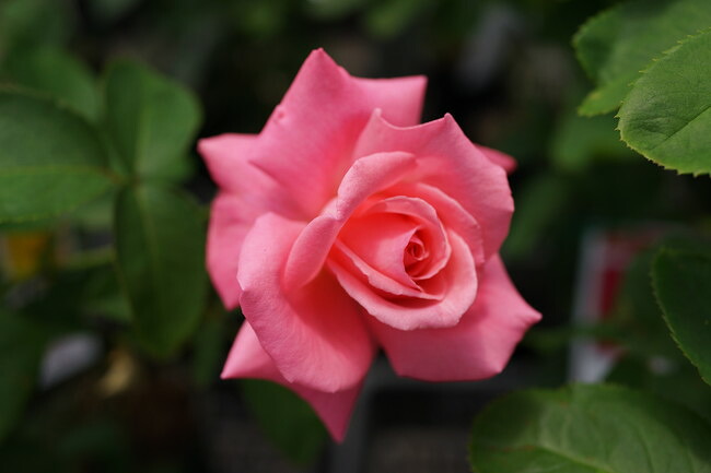 四季咲き強香バラ苗 芳純 2年生大苗 予約販売12月〜翌年1月頃入荷予定
