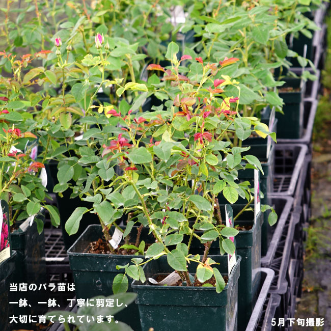 四季咲き強香バラ苗 ジアレンウィックローズ 2年生大苗 登録品種・品種