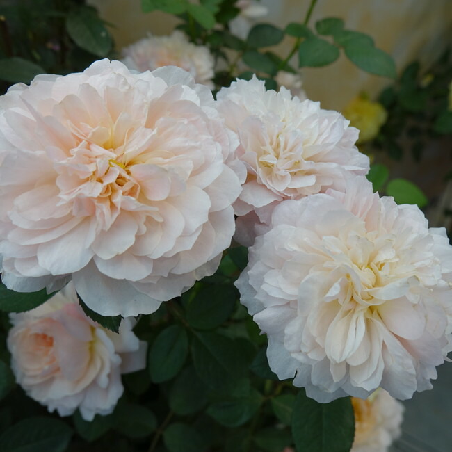 四季咲き強香バラ苗 ジアレンウィックローズ 2年生大苗 登録品種・品種