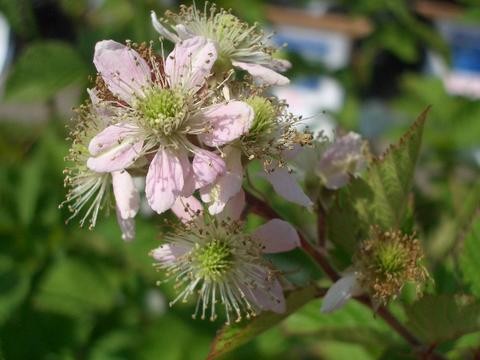 ボイセンベリー　花付き　4株以上 ボイセンベリー 5号ポット苗 : 苗木部 花ひろばオンライン - 通販