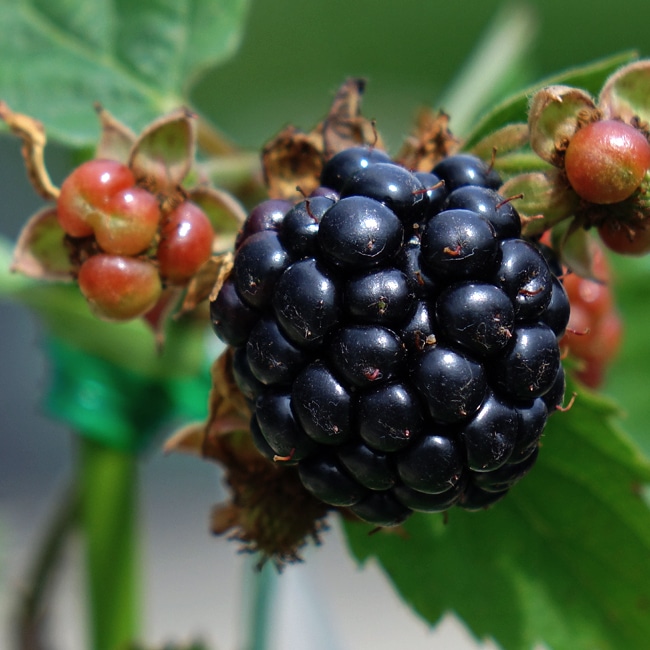 トゲなし ブラックベリー トリプルクラウン 5号ポット苗 : 苗木部 花