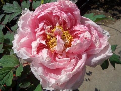 花競（ハナキソイ） （淡桃色） 牡丹 2年生 6号スリット苗 : 苗木部 花