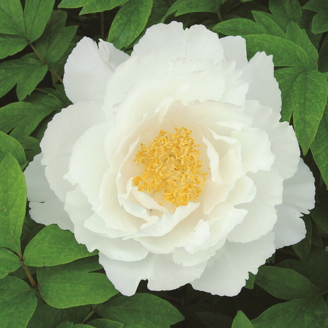 白王獅子 白色 牡丹 2年生 6号スリット苗 Botan Hakuo Jishi 苗木部 花ひろばオンライン 通販 Yahoo ショッピング