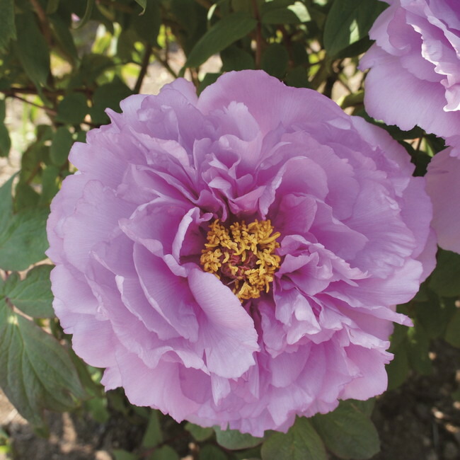 鎌田藤 （紫色） 牡丹 2年生 6号スリット鉢植え : 苗木部 花ひろば