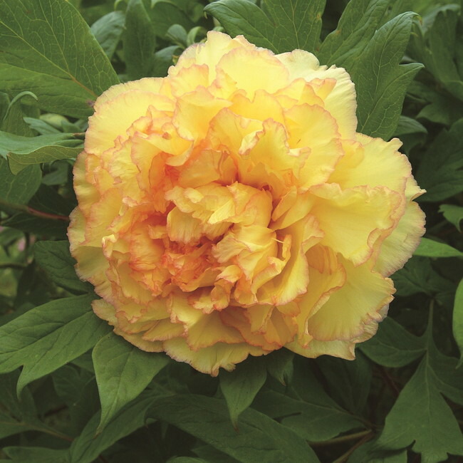 金鵄 （黄〜オレンジ色） 牡丹 2年生 6号スリット苗 : 苗木部 花ひろば