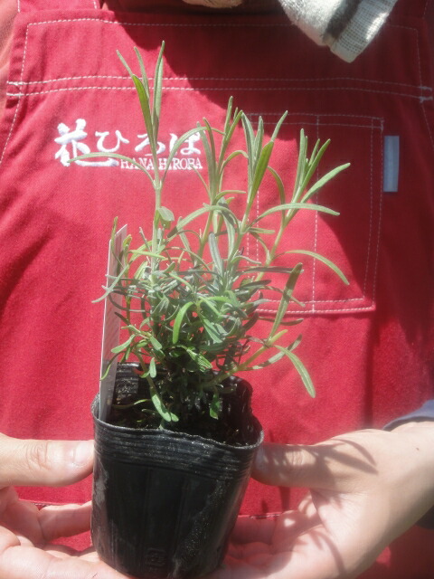 ナナロゼア ラベンダー （イングリッシュラベンダー） ハーブ苗 3号