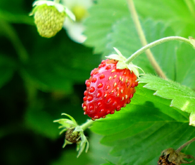 Wild Strawberry ワイルドストロベリー リブバングル-骨4本