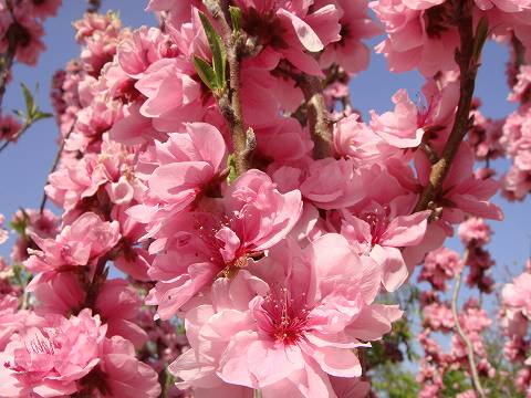 照手桃 花桃 （ピンク） 2年生 接木 ポット苗 観賞花木 : niwaki-hanamomo-terute-pinku : 苗木部  花ひろばオンライン - 通販 - Yahoo!ショッピング