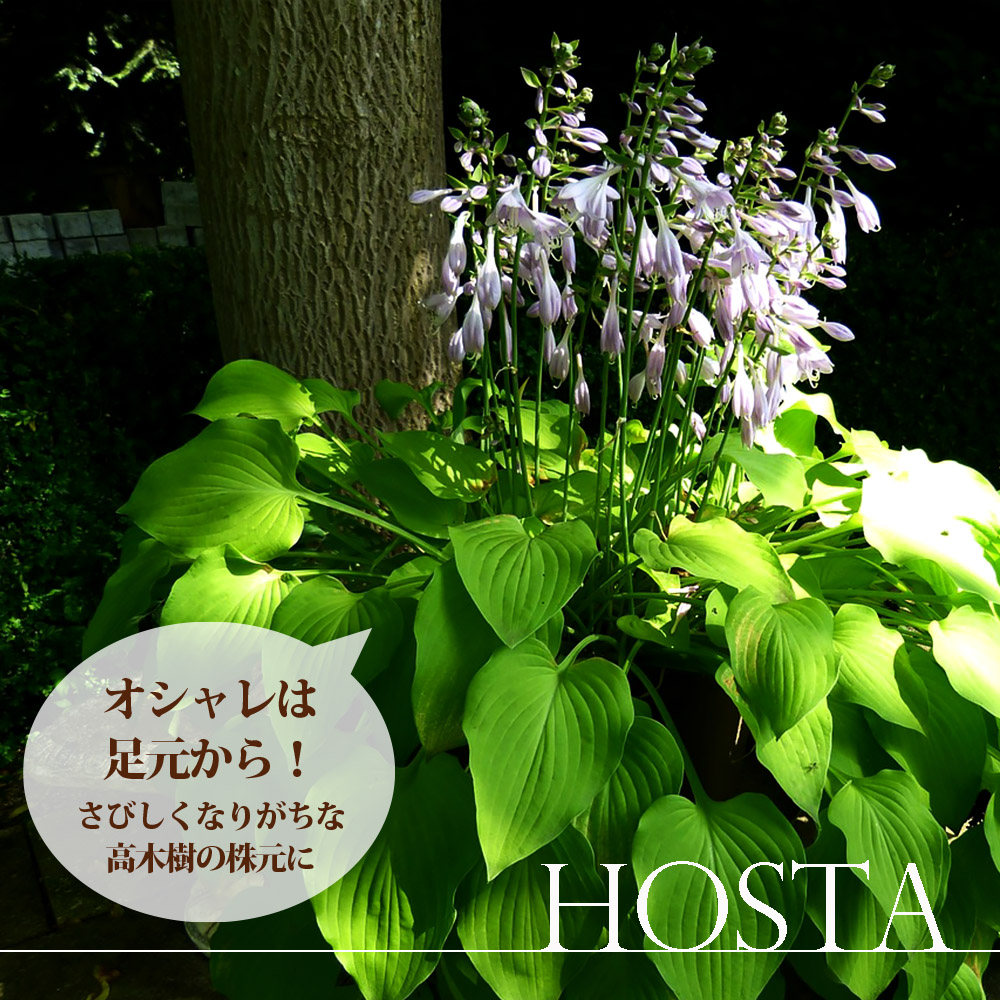 ホスタ