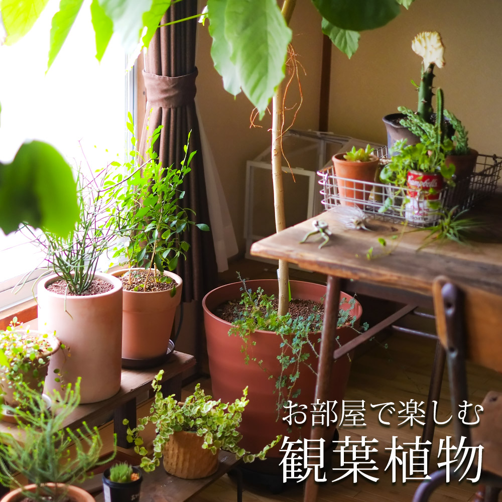 インテリアプランツ