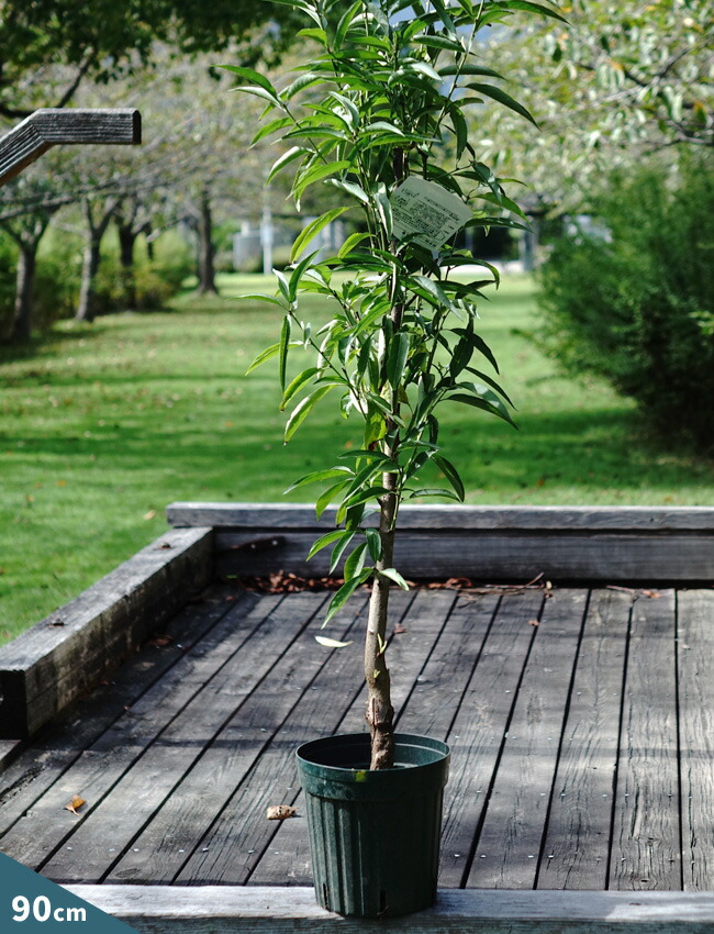 花芽付き 照手桃 花桃 （ピンク） 2年生 接木 ポット苗 観賞花木 : niwaki-hanamomo-terute-pinku : 苗木部 花ひろばオンライン  - 通販 - Yahoo!ショッピング