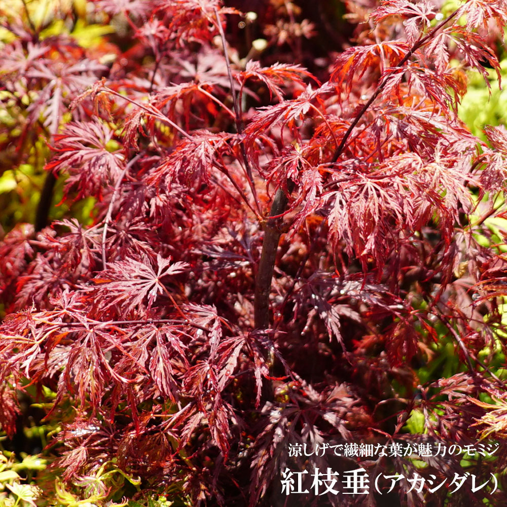 しだれもみじ（紅） 2020年 美景美観 紅枝垂れ紅葉(ベニシダレモミジ)の大樹 No7 : PLANT