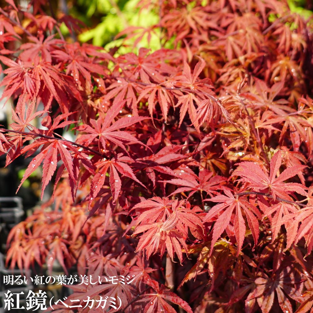 モミジ 紅鏡 5号ロングポット : 苗木部 花ひろばオンライン - 通販