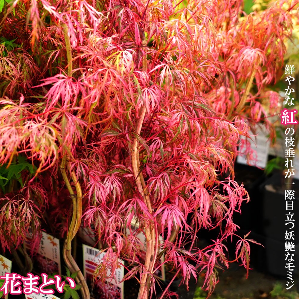 モミジ 花まとい テーブルサイズ 鉢苗