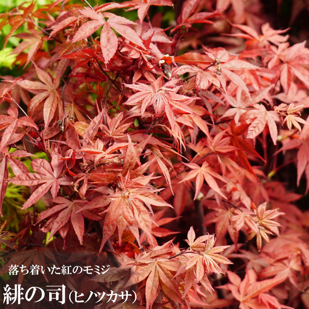 もみじ モミジ 緋の司（ヒノツカサ） 5号ロングポット 爆買いweek : 苗木部 花
