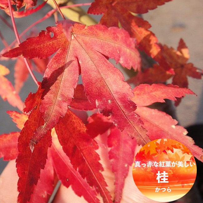 モミジ 桂（カツラモミジ） テーブルサイズ 鉢植え : 苗木部 花ひろば