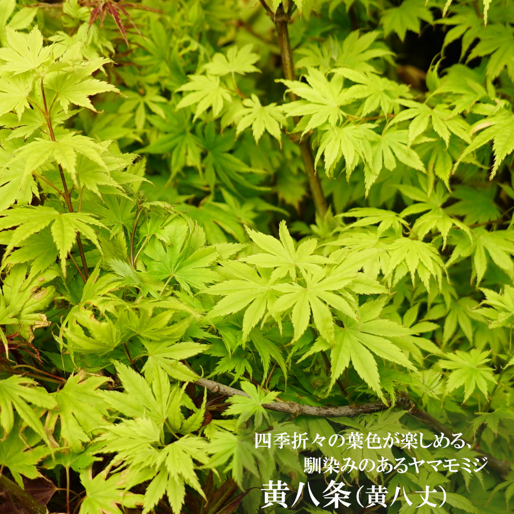モミジ 黄八条 (黄八丈) 5号ロングポット : 苗木部 花ひろば モミジ 黄八条 (黄八丈) 5号ロングポット : 苗木部 花ひろば