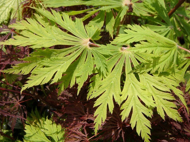 もみじ　紅葉　舞孔雀　25年目　引き取り限定　掘り出し物 もみじ 紅葉 舞孔雀 25年目 引き取り限定 掘り出し物 【公式通販】
