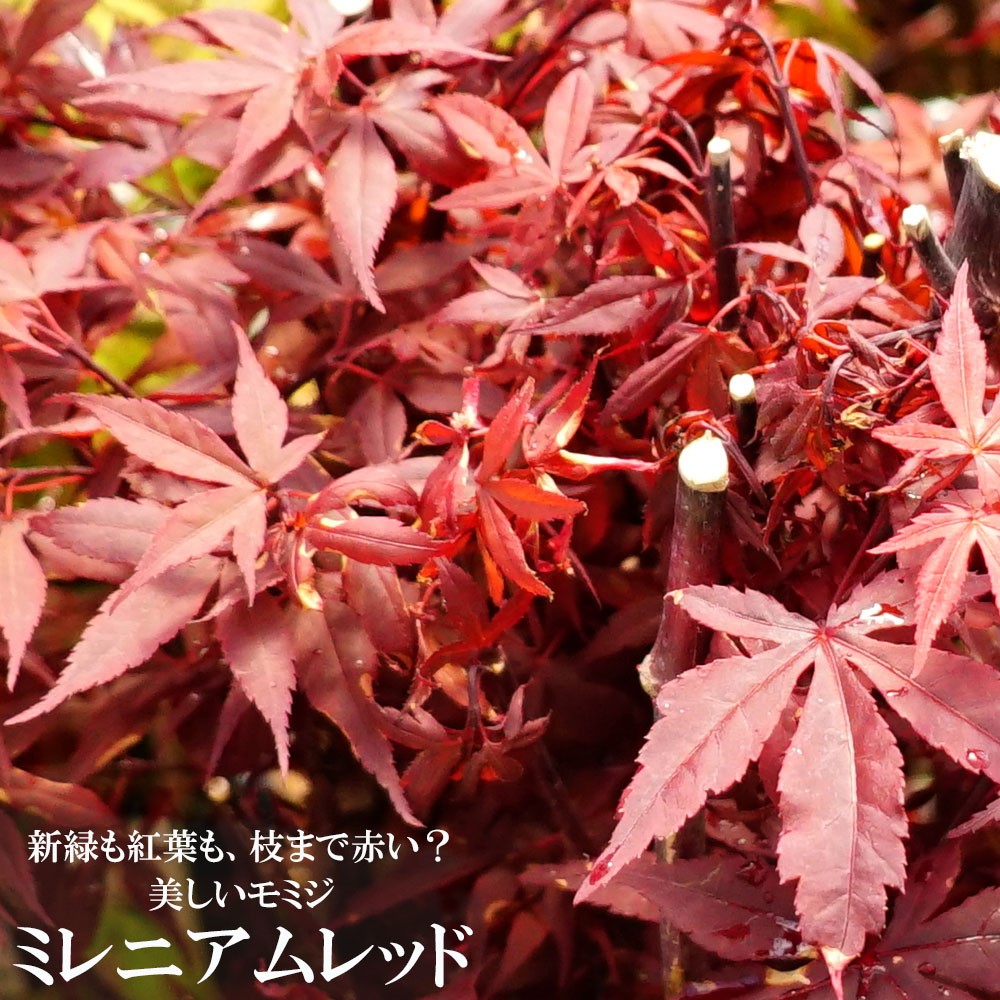 モミジ ミレニアムレッド 4号ロングポット : 苗木部 花ひろば