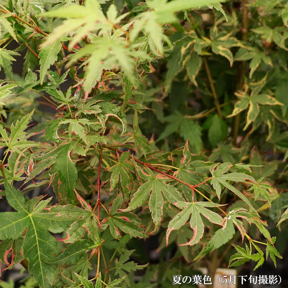 Ginkoi様 モミジ苗木　4本 Ginkoi様 モミジ苗木 4本 - メルカリ