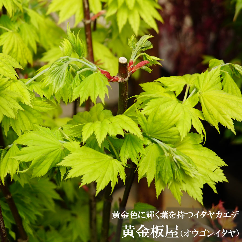 モミジ 黄金板屋 テーブルサイズ 鉢植え : 苗木部 花ひろばオンライン