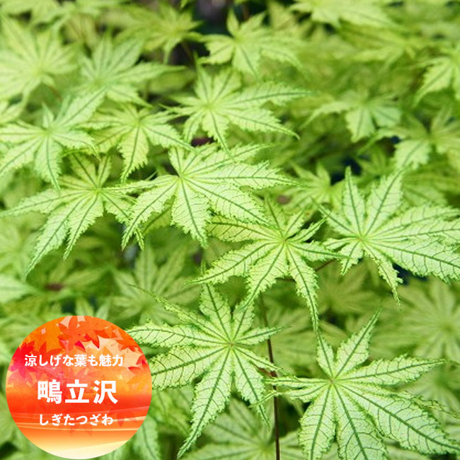 モミジ 鴫立沢（シギタツザワ） 4号ロングポット : 苗木部 花ひろば