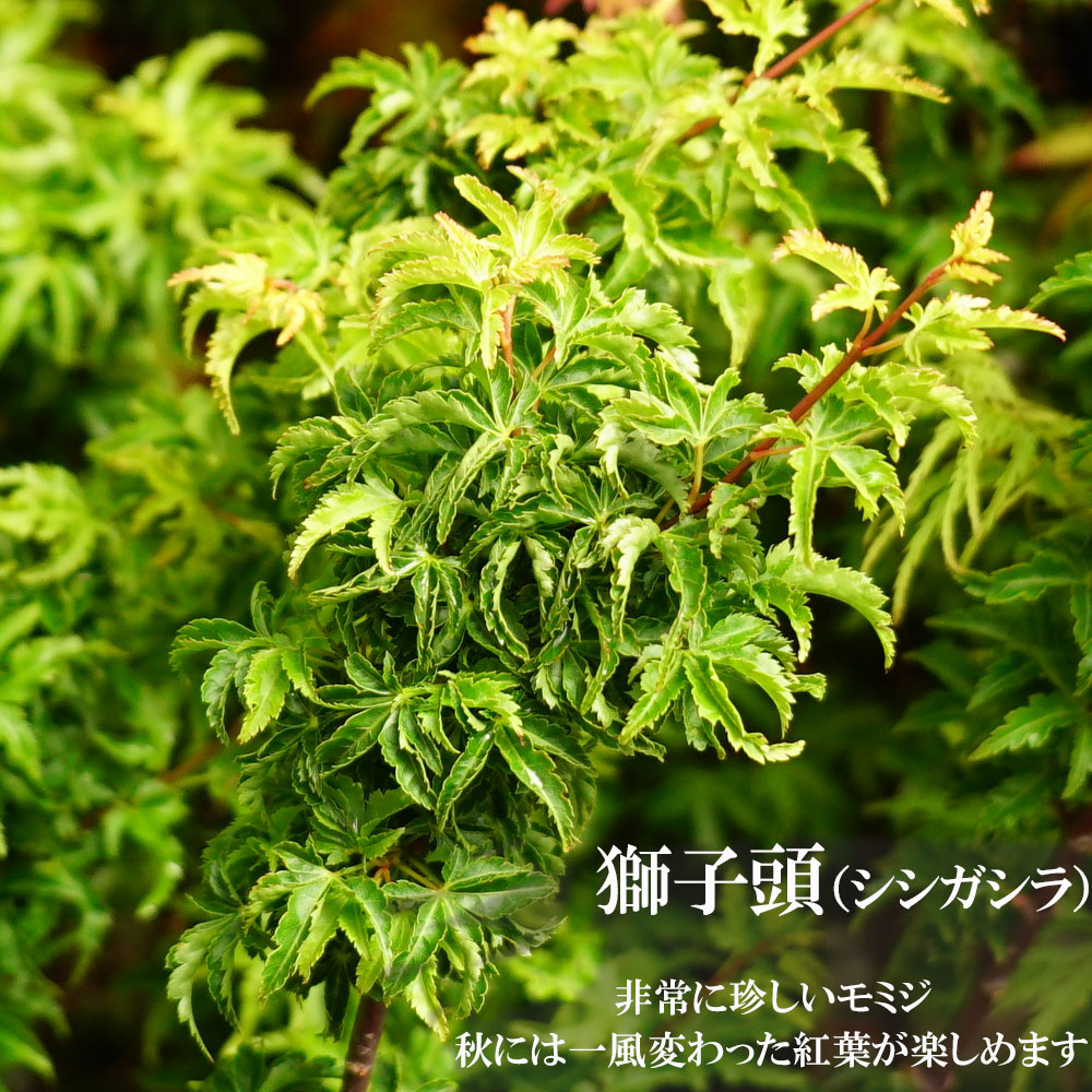 モミジ 獅子頭（シシガシラ） 4号ロングポット : 苗木部 花ひろば