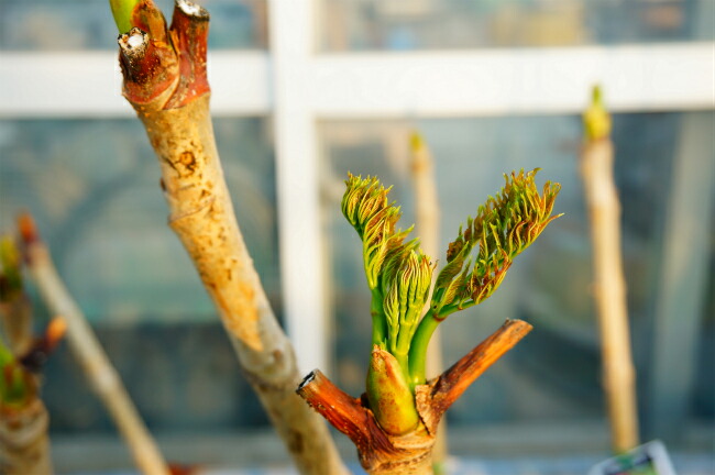 タラの芽 苗 トゲナシタラ タラの木 : 苗木部 花ひろばオンライン