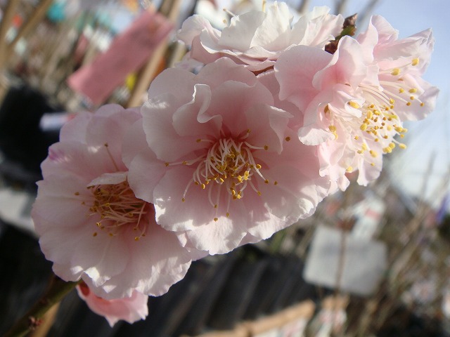 梅の苗木 花香実 実梅 うめ 3年生 接木1m大苗 産地で剪定済 1.0m苗