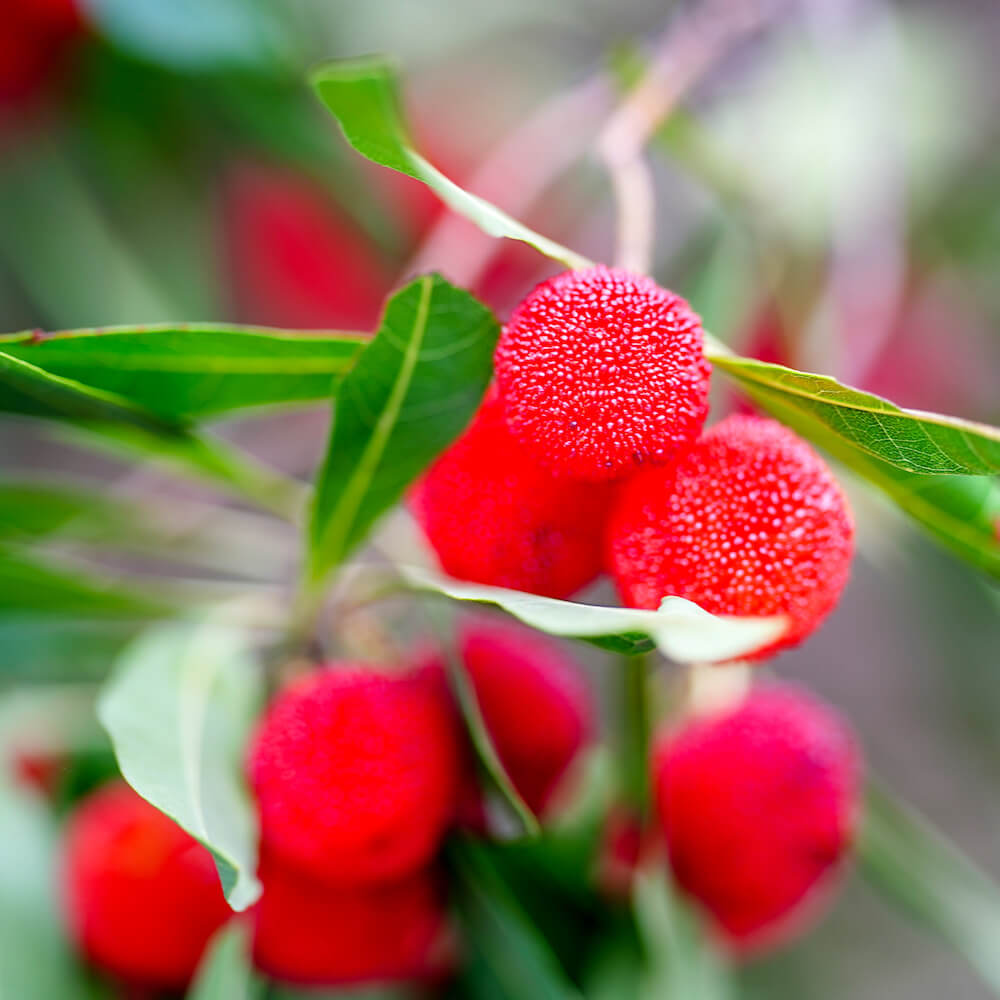 ヤマモモ 東魁 （メス） 2年生接木7号ロングスリット鉢 限定販売