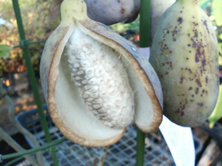 あけび 三つ葉アケビ 5号ポット苗 : 苗木部 花ひろばオンライン - 通販