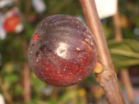 いちじく ビオレソリエス 3年生大苗 1.5m苗 北海道・沖縄・離島不可