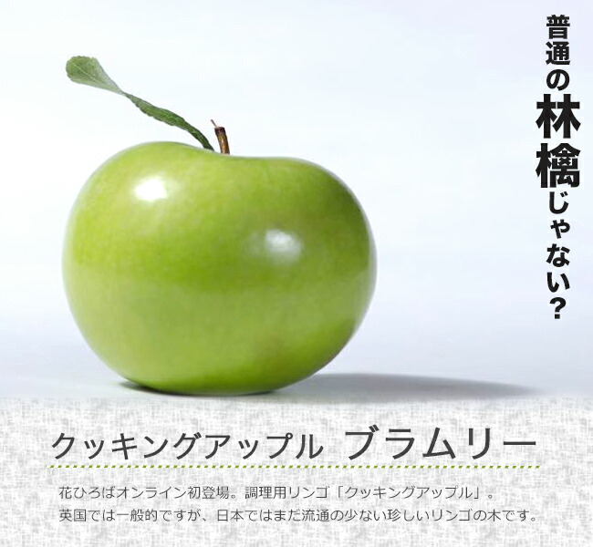 りんご苗木 ブラムリー 1年生接木苗 クッキングアップル : 苗木部 花
