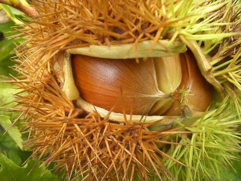 植木・庭木・果樹】栗 クリ くり 6-1 クリ(栗)の育て方・栽培方法・栽培