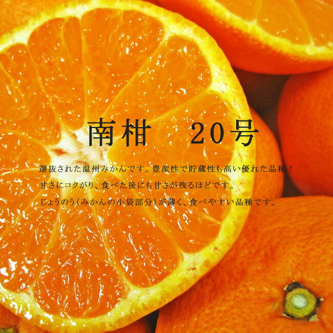 みかん 苗木 南柑20号 温州みかん 1年生接木苗 : 苗木部 花ひろば