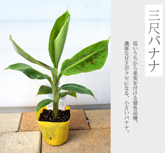 バナナの木 三尺バナナ ポット苗 沖縄県産熱帯果樹 : banana-sanshaku01 : 苗木部 花ひろばオンライン - 通販 -  Yahoo!ショッピング