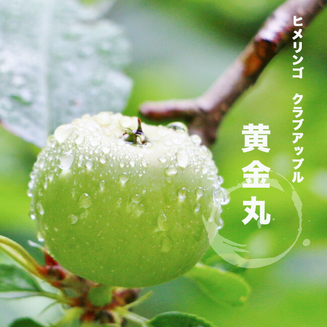 ひめ姫りんご 苗木 黄金丸 （こがねまる） 2年生接木苗 観賞花木