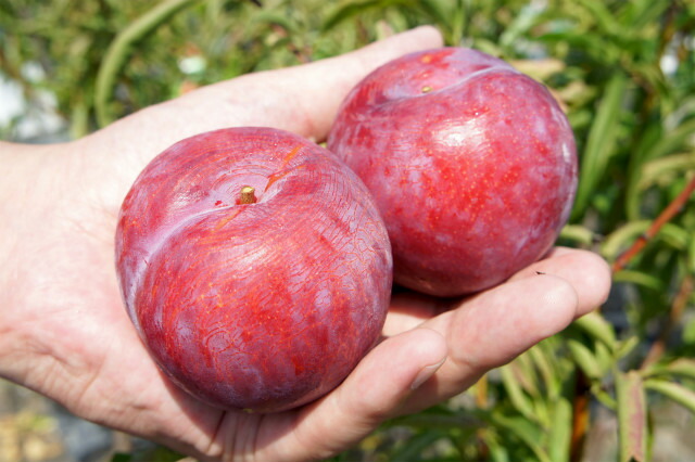 すもも 苗木 貴陽 プラム 3年生接木大苗 1m苗 産地で剪定済 1.0m苗