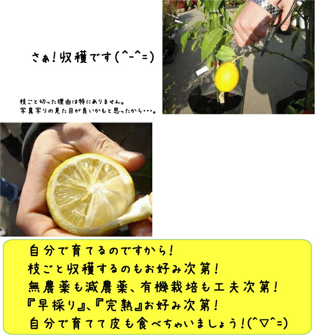 レモンの木 アレンユーレカレモン 3年生接ぎ木大苗産地で剪定済 1 0m苗 Kankitsu Arenyu Rekaremon 3 苗木部 花ひろばオンライン 通販 Yahoo ショッピング