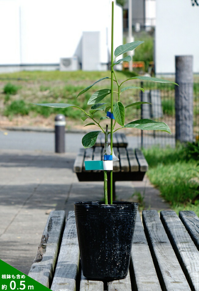 ズタノ種 アボカド Bタイプ 1年生 接木 苗木 : abokado-zutano : 苗木