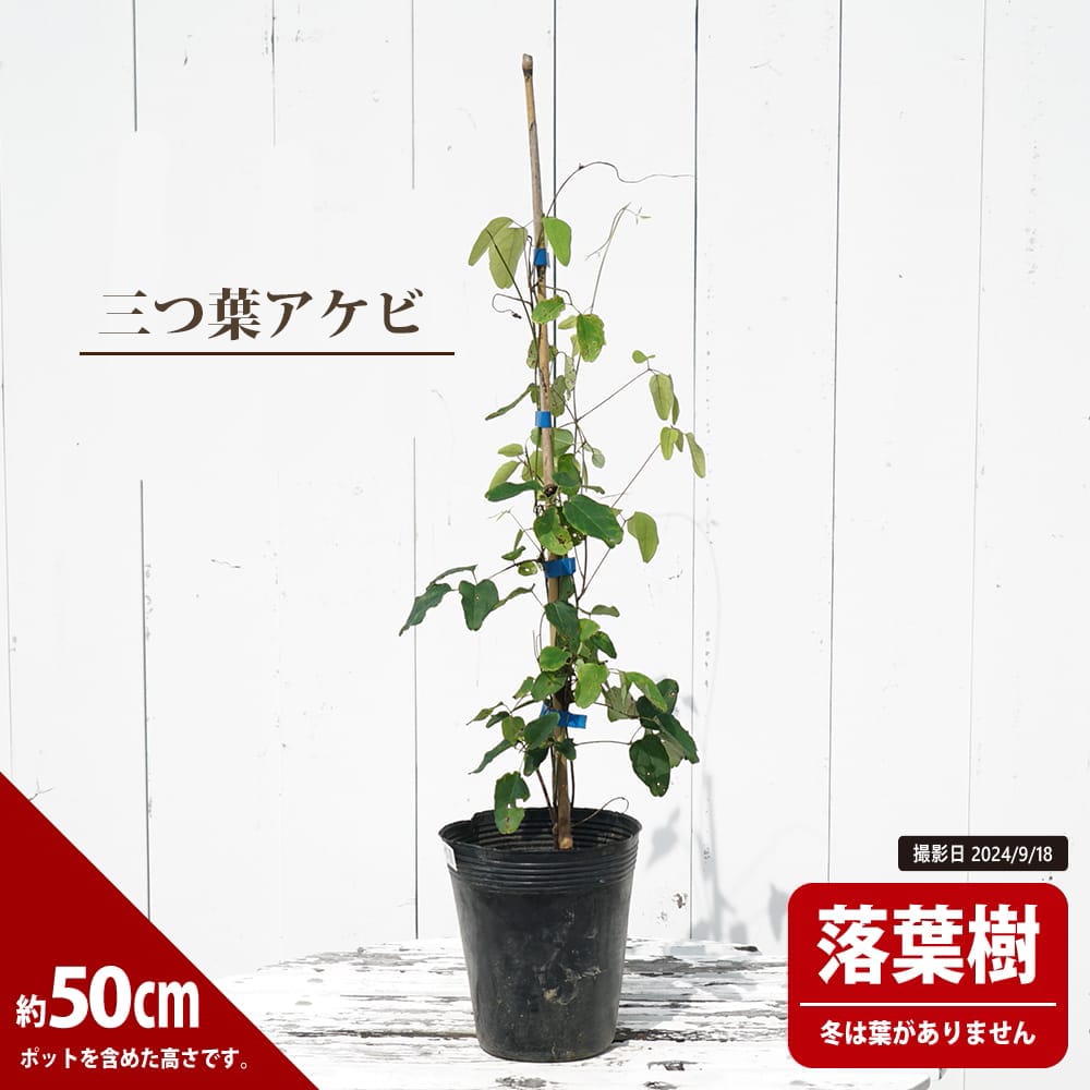 あけび 三つ葉アケビ 5号ポット苗 爆買いweek : 苗木部 花ひろば