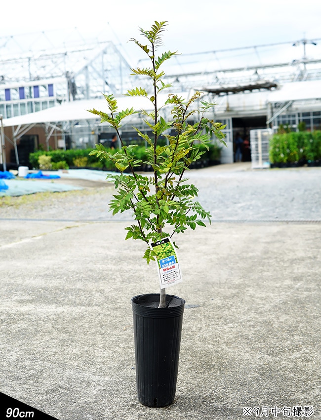 朝倉山椒 トゲなし実サンショウ 2年生接木苗 根腐れ抵抗性台木使用 :sanshou-asakura006:苗木部 花ひろばオンライン - 通販 -  Yahoo!ショッピング