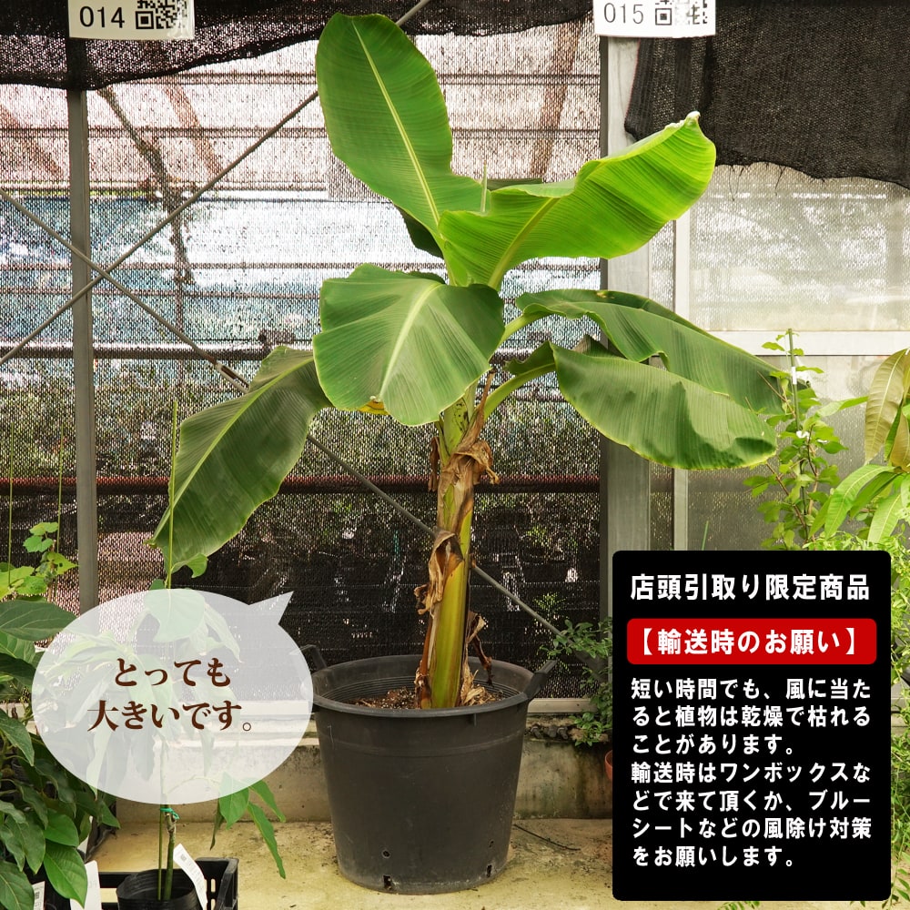 店舗引き取り限定 バナナの木 銀バナナ ナーセリーポット大苗