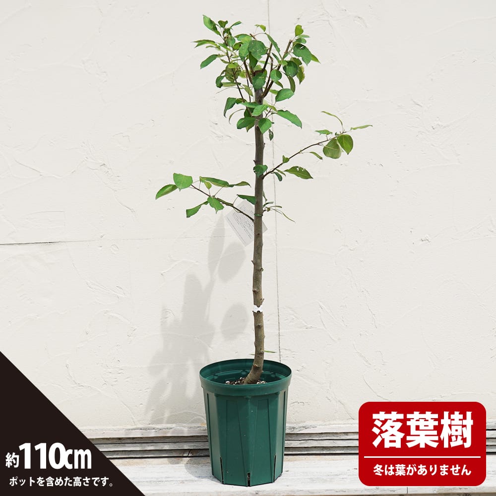 姫りんご 苗木 レモイネ 2年生接木苗 7号ロングスリット 限定販売