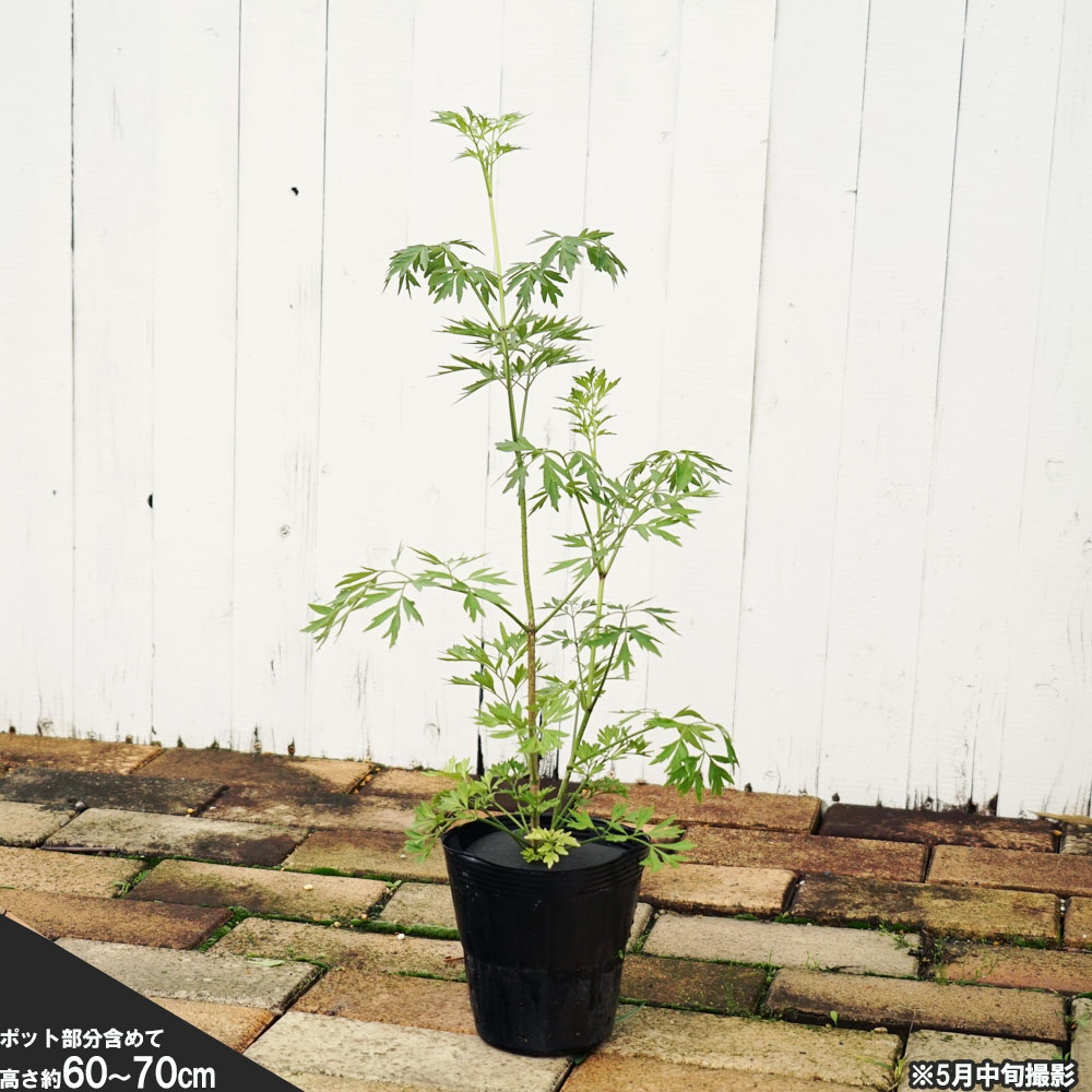 もみじ ファイヤーグロー接木苗 3.5号ポット4年生苗木 もみじ ファイヤーグロー接木苗 3.5号ポット4年生苗木 落葉樹
