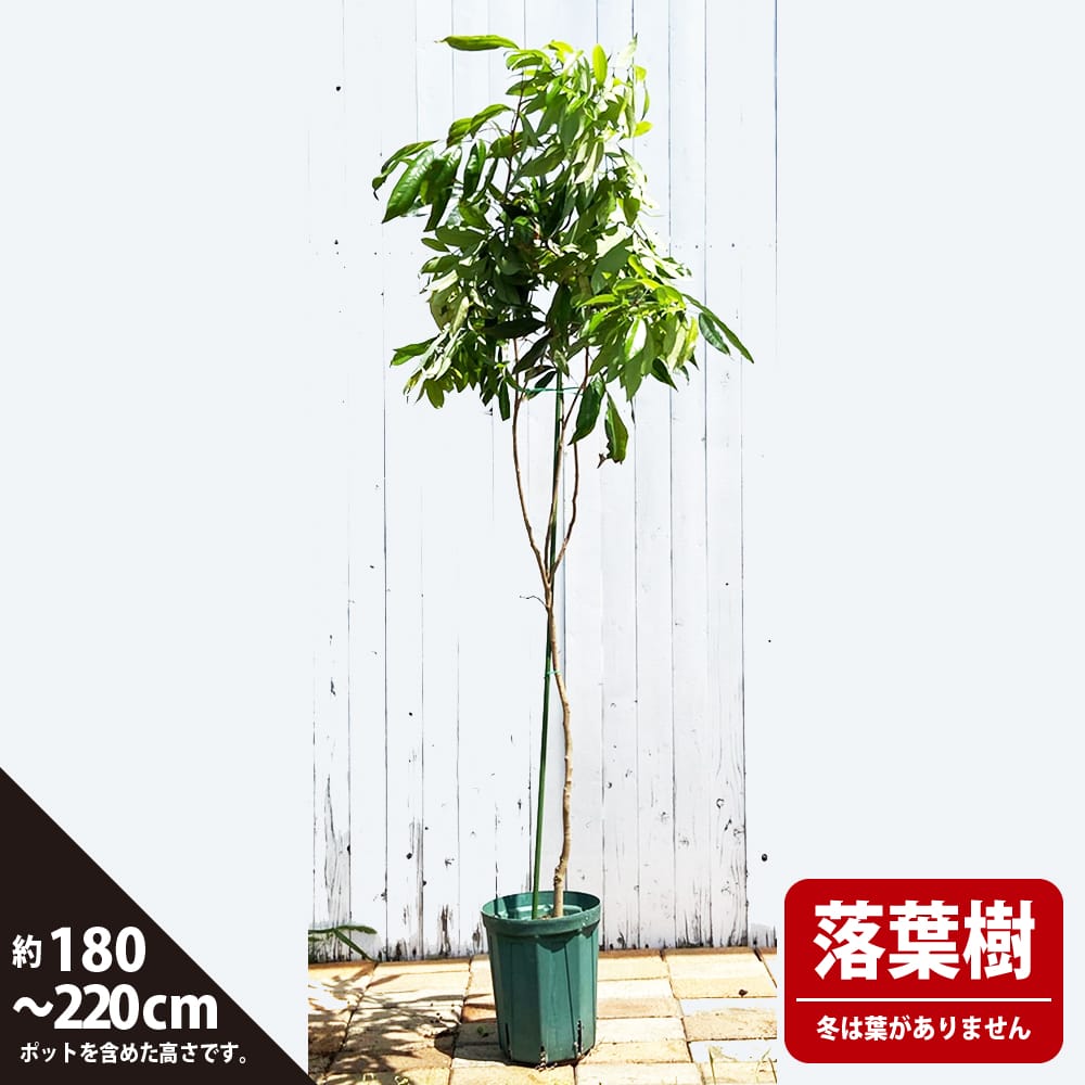 ライチ ジャカパット 8号ポット大苗 超長尺苗 (180〜220cm