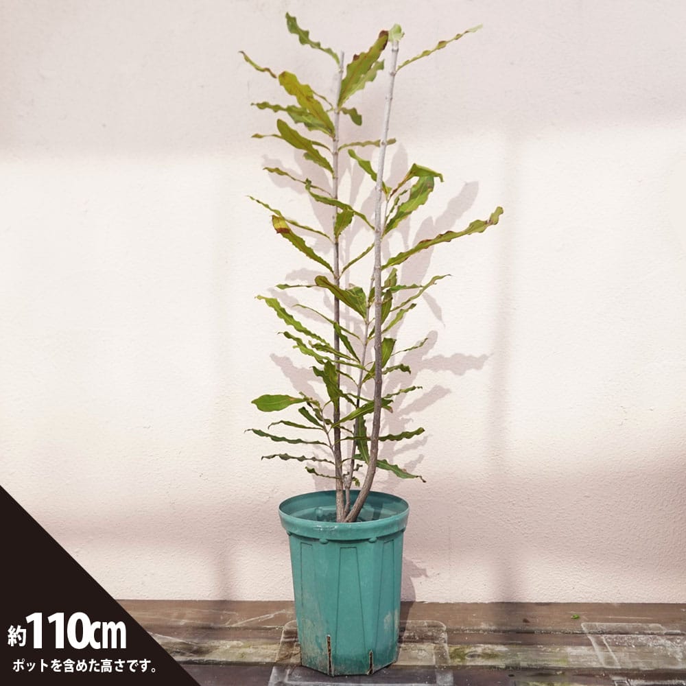 マカダミアナッツ バーモント種 取り木苗 7号スリット鉢植え : 苗木部