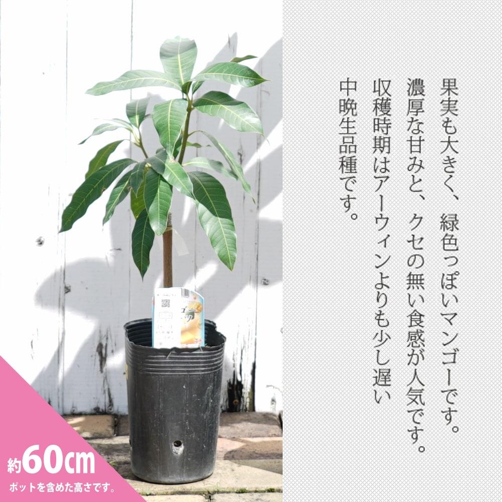 マンゴーの木 キーツ 1年生接木苗 4.5号ロングポット苗 沖縄県産 爆