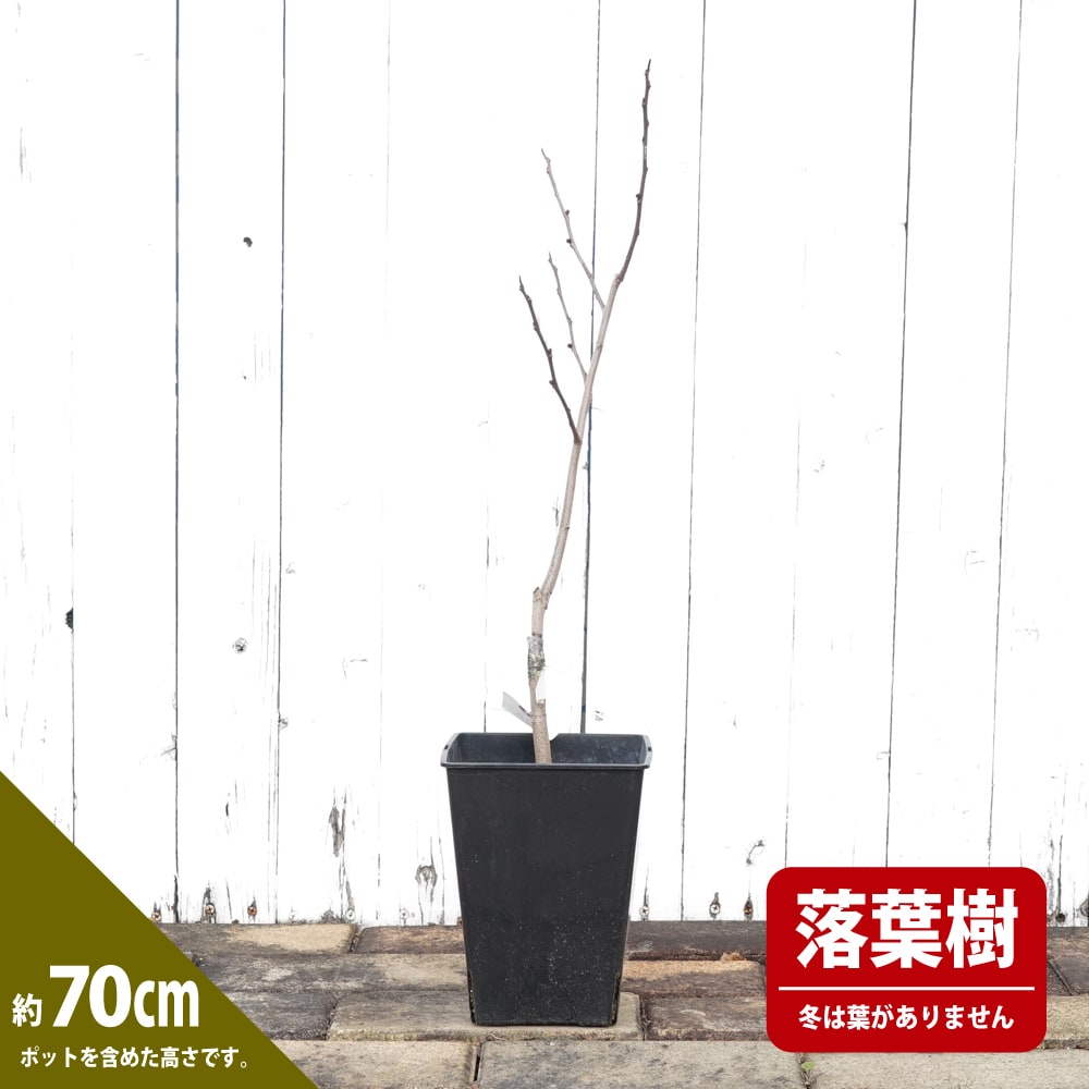 ポポー 苗木 NC-1 1年生接木苗 爆買いweek : 苗木部 花ひろば